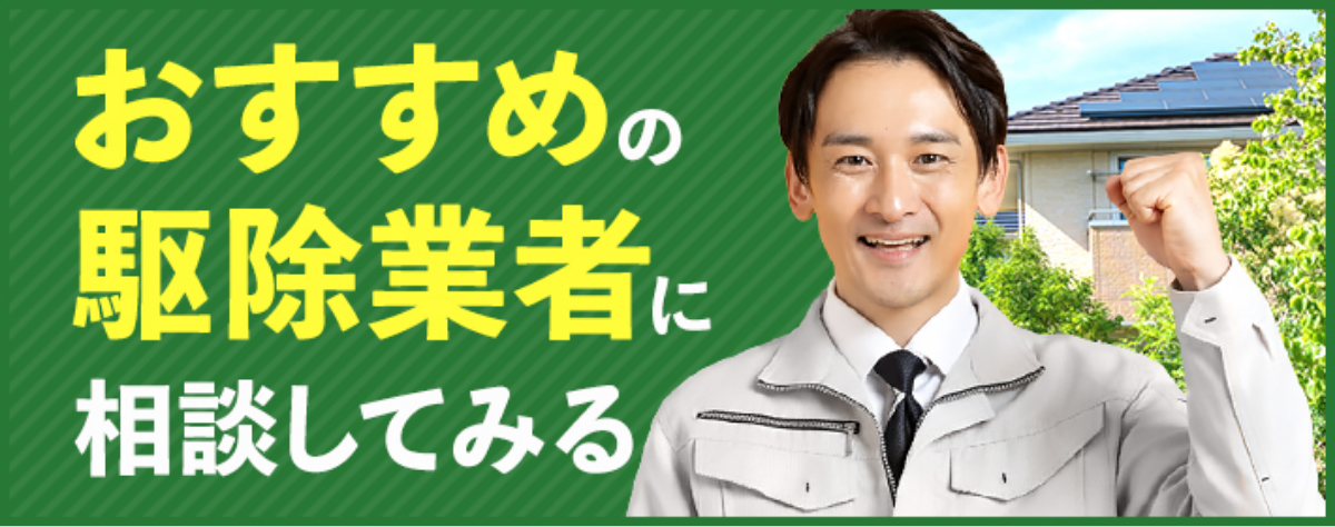 おすすめの駆除業者に相談してみる